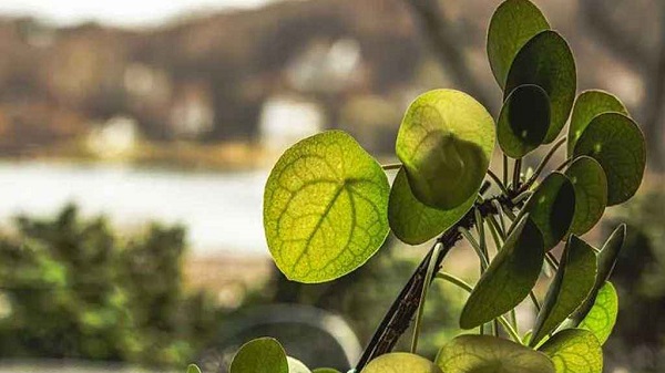 গাছের পাতায় মিলল আধুনিক শহর তৈরির গোপন নকশা