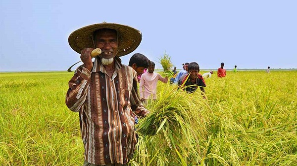 কৃষিতে নীরব বিপ্লব ঘটাচ্ছে ‘কৃষি তথ্য সার্ভিস’