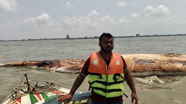 কুয়াকাটায় ভেসে এলো বিশাল মৃত বেলিন তিমি