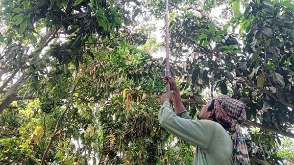 শ্বশুরবাড়িতে আম পাড়ার সময় প্রাণ গেল জামাইয়ের