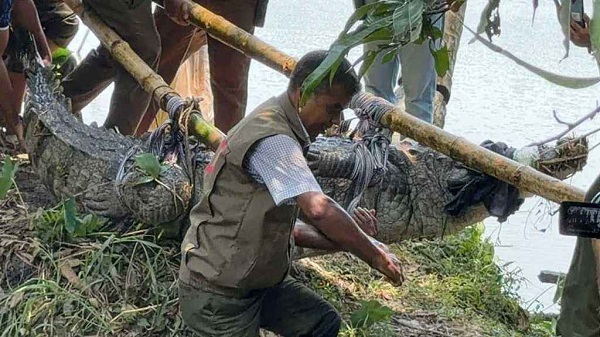 অবশেষে খানজাহান আলী মাজারের সেই কুমির স্থানান্তর