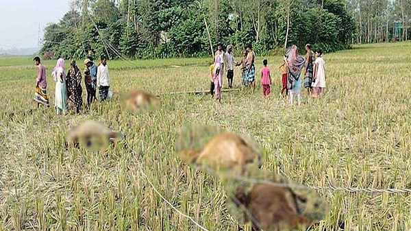 টাঙ্গাইলে বিদ্যুৎস্পৃষ্টে ৫ গরুর মৃত্যু