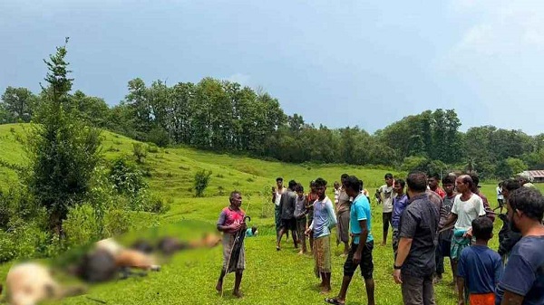 মৌলভীবাজারে বজ্রপাতে ১৪ গরু-মহিষের মৃত্যু