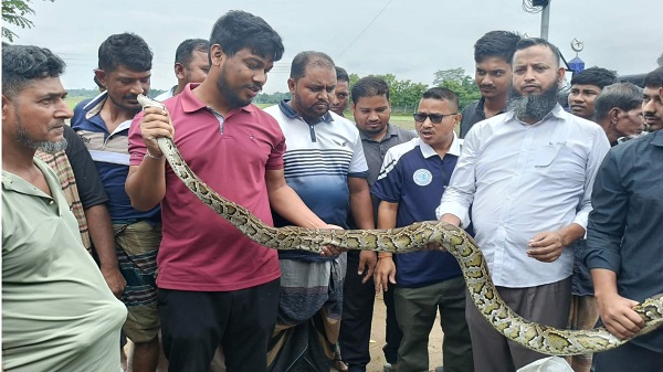 দীঘিনালায় জেলেদের জালে ধরা পড়ল ১০ ফুটের বিরল অজগর