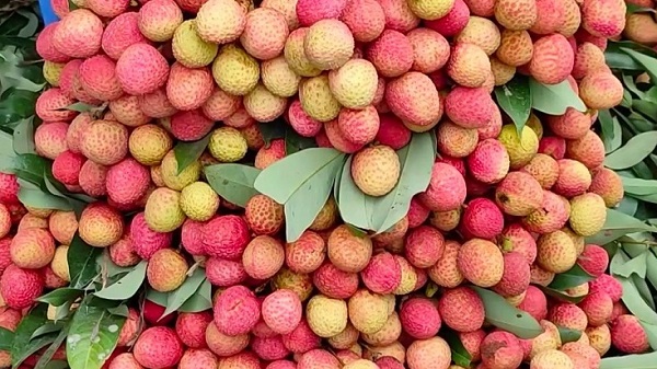 লিচু কেনার আগে খেয়াল রাখুন এই ৭ বিষয়