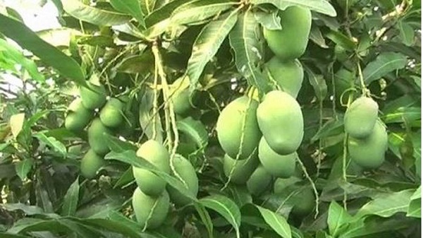 নওগাঁর আমবাগানে সোনালি স্বপ্ন, দাম না পেয়ে হতাশ চাষিরা