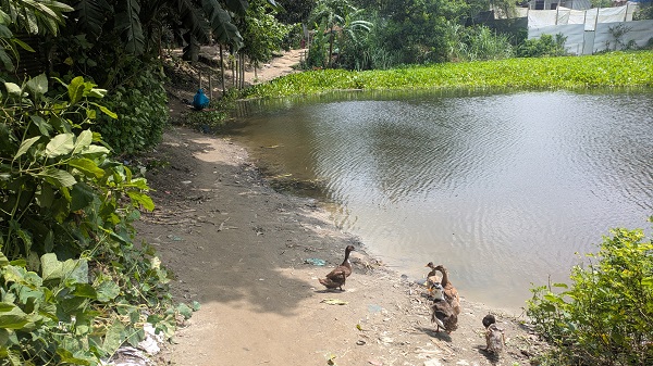 শাহজাদপুরের ব্রাহ্মণগ্রামে ২৫ মিটার রাস্তার বেহাল দশা, দুর্ভোগে এলাকাবাসী