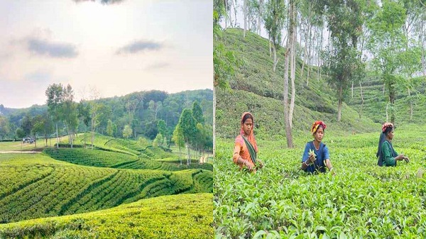 উৎপাদন বাড়লেও সংকটে দেশের চা-শিল্প
