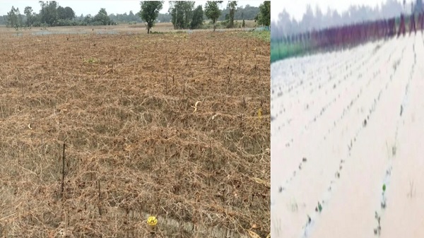 শঙ্খ নদীর চরে বন্যার ক্ষতচিহ্ন, বালুর নিচে চাপা পড়েছে ৮১ কোটি টাকার কৃষিস্বপ্ন