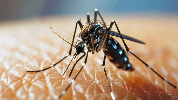 ডেঙ্গুতে আরও ৩ জনের মৃত্যু
