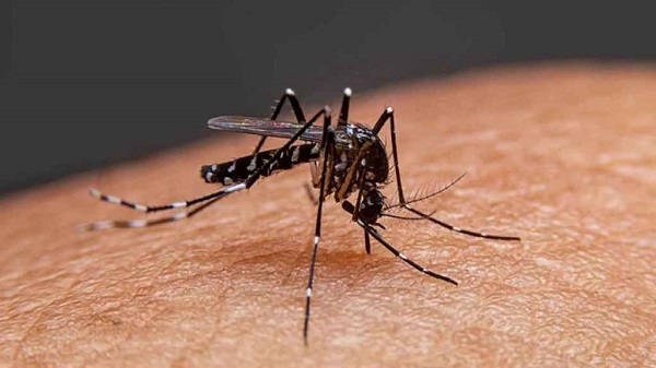 ডেঙ্গু আক্রান্ত হয়ে ২৪ ঘণ্টায় ভর্তি ১৩৯ জন