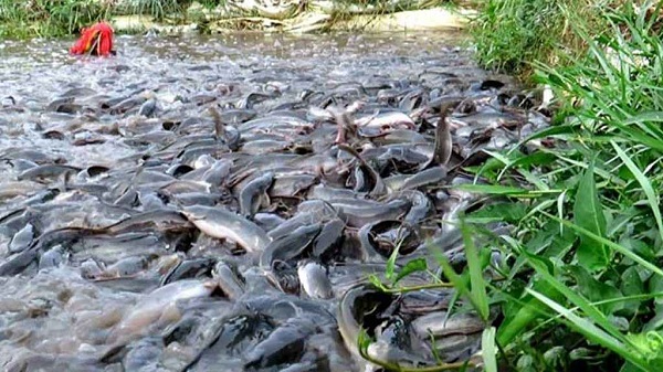 বাড়ছে শিং মাছ চাষে জনপ্রিয়তা