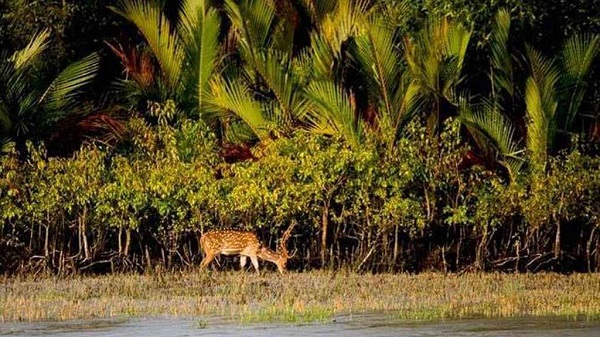 সুন্দরবন রক্ষায় ৪ হাজার কোটি টাকা দেবে জাতিসংঘ