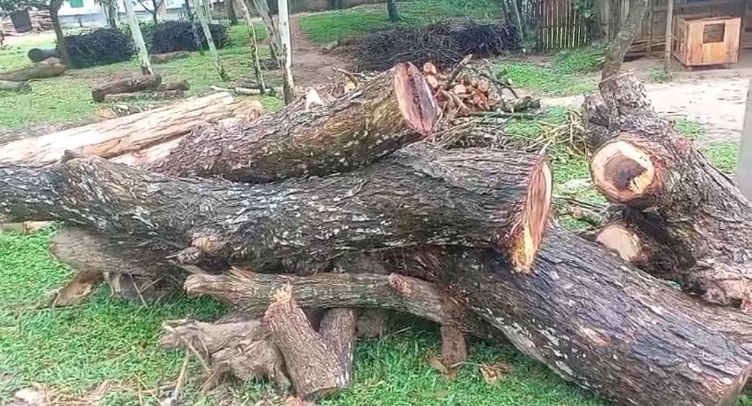 পীরগঞ্জে ইউপি সদস্যের বিরুদ্ধে অনুমতি ছাড়াই সরকারি গাছ কেটে বিক্রির অভিযোগ