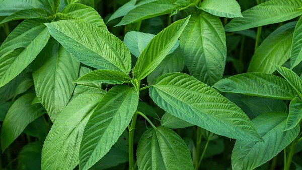 বর্ষায় পাটশাক খেলে মিলবে ৬ স্বাস্থ্য উপকারিতা 