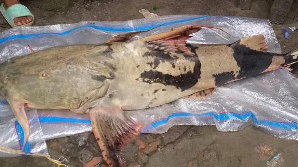জেলের জালে ১১ কেজি ওজনের বাঘাইর মাছ